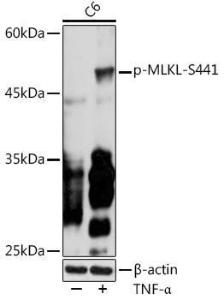 Western blot analysis of extracts of C6 cells, using Anti-MLKL (phospho Ser441) Antibody (A305778) at 1:500 dilution. C6 cells were treated by TNF-alpha (20 ng/ml) at 37°C for 30  minutes. The secondary Antibody was Goat Anti-Rabbit IgG H&L Antibody (HRP) at 1:10000 dilution