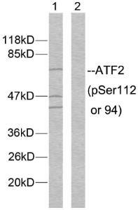 Western blot analysis of lysates from MDA-MB-435 cells using Anti-ATF2 (phospho Ser112 or 94) Antibody. The right hand lane represents a negative control, where the antibody is blocked by the immunising peptide