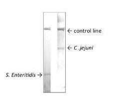 Anti-Salmonella LPS Antibody