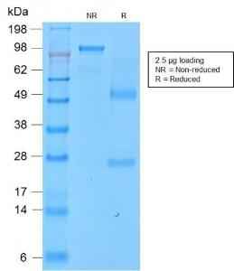 Anti-CD43 antibody