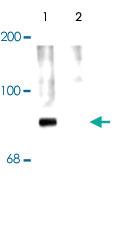 Anti-SYN1 Rabbit Polyclonal Antibody