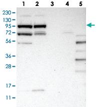 Anti-SLFN5 Rabbit Polyclonal Antibody