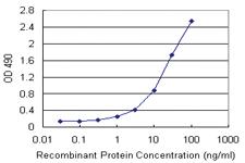 Anti-NFKBIB Polyclonal Antibody Pair