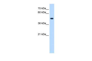 Anti-STYK1 Rabbit Polyclonal Antibody