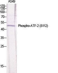 Western blot analysis of various cells using Anti-ATF2 (phospho Ser112 or 94) Antibody