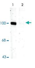 Anti-GRIA1 Rabbit Polyclonal Antibody