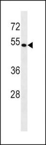 Anti-BAG4 Rabbit Polyclonal Antibody (Biotin)