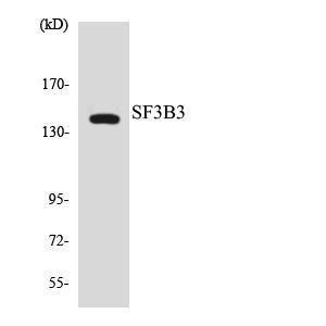 Western blot analysis of the lysates from HeLa cells using Anti-SF3B3 Antibody