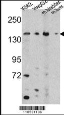 Anti-OPLAH Rabbit Polyclonal Antibody