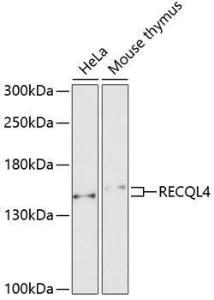 Western blot analysis of extracts of various cell lines, using Anti-RECQL4 Antibody (A10010) at 1:1,000 dilution