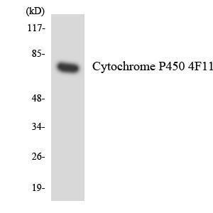 Western blot analysis of the lysates from COLO205 cells using Anti-Cytochrome P450 4F11 Antibody