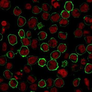 Anti-CD43 antibody