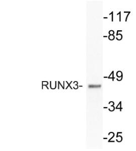 Anti-RUNX3 Rabbit Polyclonal Antibody