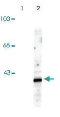 Anti-MAPK14 Rabbit Polyclonal Antibody