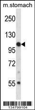 Anti-JAK3 Rabbit Polyclonal Antibody