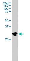 Anti-GRB2 Goat Polyclonal Antibody