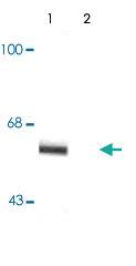 Anti-SYT1 Rabbit Polyclonal Antibody