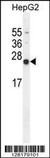 Anti-NUDT15 Rabbit Polyclonal Antibody (AP (Alkaline Phosphatase))