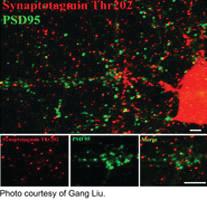 Anti-SYT1 Rabbit Polyclonal Antibody