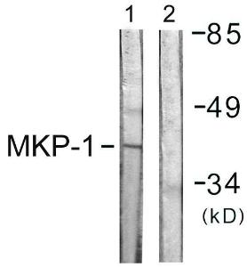 Western blot analysis of lysates from Jurkat cells using Anti-MKP1 Antibody. The right hand lane represents a negative control, where the Antibody is blocked by the immunising peptide