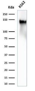 Anti-CD43 antibody