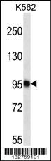 Anti-TRAPPC12 Rabbit Polyclonal Antibody