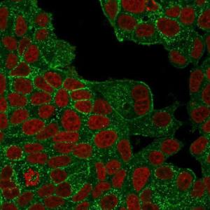 Immunofluorescent analysis of PFA fixed MCF-7 cells stained with Anti-HER2 Antibody [ERBB2/4439] followed by Goat Anti-Rabbit IgG (CFand#174; 488) (Green). Nuclear counterstain is RedDot (Red)