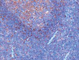 Anti-GRB2 Goat Polyclonal Antibody