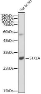 Anti-Syntaxin 1a Rabbit Monoclonal Antibody [clone: ARC2403]