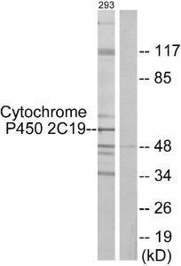 Antibody A96272-100