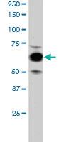 Anti-COX1 Goat Polyclonal Antibody