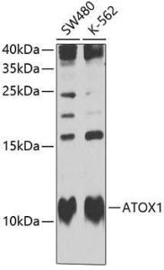 Anti-ATOX1 Antibody (A10019)