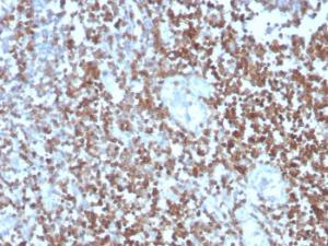 Immunohistochemical analysis of formalin-fixed, paraffin-embedded human tonsil using Anti-CD27 Antibody [LPFS2/4177]