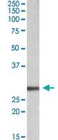 Anti-ENOVIN, EVN, NBN Goat Polyclonal Antibody