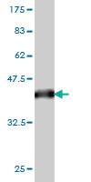 Anti-ERF Mouse Monoclonal Antibody [clone: 1E5]