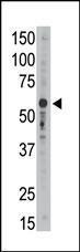 Anti-SIGLEC9 Rabbit Polyclonal Antibody (APC (Allophycocyanin))