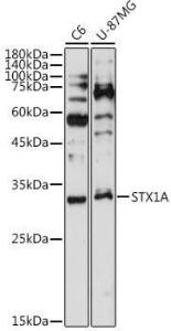 Anti-Syntaxin 1a Rabbit Monoclonal Antibody [clone: ARC2403]