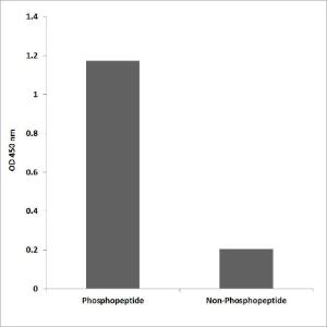 ELISA for immunogen phosphopeptide (left) and non-phosphopeptide (right) using Anti-EPB41 (phospho Tyr660 + Tyr418) Antibody