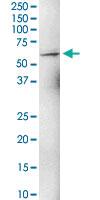 Anti-ZNF284 Mouse Polyclonal Antibody