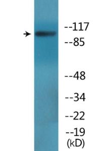 Western blot analysis of lysates from HepG2 cells treated with PMA 125ng/ml 30' using Anti-EPB41 (phospho Tyr660 + Tyr418) Antibody