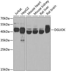 Antibody anti-DGUOK 100 µl