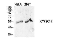 Antibody A96272-100