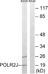 Western blot analysis of lysates from RAW2647 cells using Anti-RPB11 Antibody The right hand lane represents a negative control, where the antibody is blocked by the immunising peptide