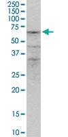 Anti-ZNF284 Mouse Polyclonal Antibody