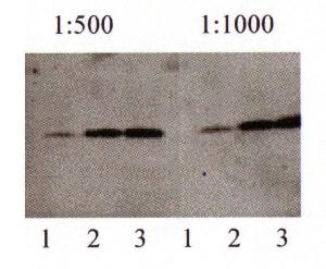 Anti-BIRC5 Rabbit Polyclonal Antibody