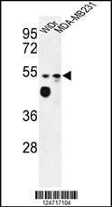 Anti-MALD2 Rabbit Polyclonal Antibody (APC (Allophycocyanin))