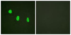 Antibody A94367-100