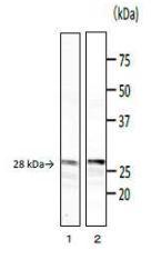 Anti-Phospholipase C Antibody