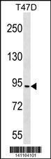 Anti-CHUK Rabbit Polyclonal Antibody (APC (Allophycocyanin))