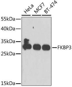 Western blot analysis of extracts of various cell lines, using Anti-FKBP25 Antibody (A10024) at 1:1,000 dilution